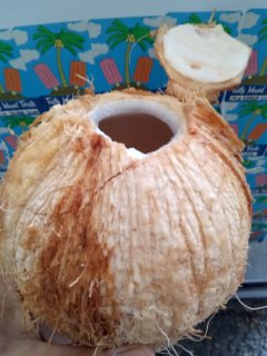 Young Coconut 